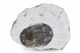 Bargain, Scabriscutellum Trilobite - Morocco #341287-1